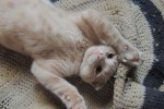 Шотландская вислоухая кошка