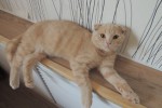 Шотландская вислоухая кошка