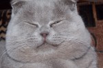 Шотландская вислоухая кошка