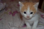 Кошка беспородная