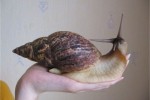 Улитки Ахатины