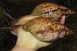 Улитки Ахатины