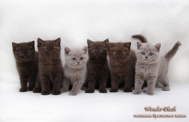 Британская короткошерстная кошка