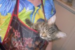 Кошка беспородная