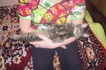 Кошка беспородная