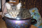 Кошка беспородная