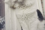 Кошка беспородная