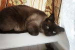 Сиамская кошка