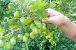 Крыжовник