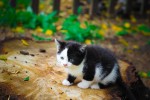 Кошка беспородная