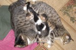 Кошка беспородная