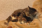 Кошка беспородная