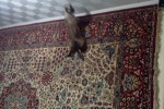 Кошка беспородная | Наша Ириска