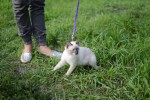 Тайская кошка
