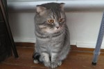 Британская короткошерстная кошка