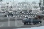 Хатико: Самый верный друг