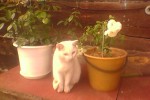 Кошка беспородная