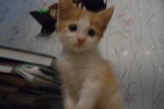 Кошка беспородная