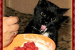 Кошка беспородная