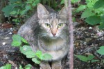 Кошка беспородная