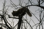 Кошка беспородная