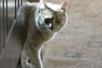 Кошка беспородная