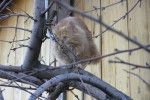 Кошка беспородная