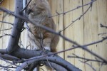 Кошка беспородная