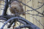 Кошка беспородная