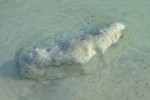 Морская соль