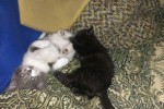 Кошка беспородная