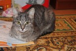 Кошка беспородная