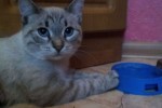 Кошка беспородная