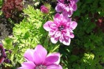 Анемона или ветреницы (Anemone)