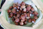 Фундук (лещина)