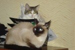 Сиамская кошка