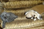 Сиамская кошка