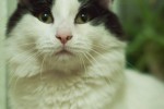 Кошка беспородная