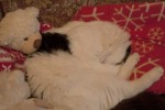 Кошка беспородная