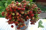 Клубника полевая
