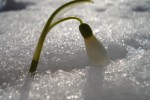 Подснежник