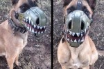 Ненавижу тупых хозяев необузданных собак!