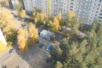 Сосна