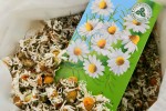 Ромашки цветки