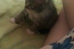 Кошка беспородная | Тиша