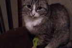 Кошка беспородная | Даже в болезни наша Мусечка оставалась красавицей и воспитанной