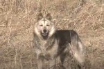 Хатико: Самый верный друг