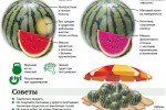 Арбуз обыкновенный